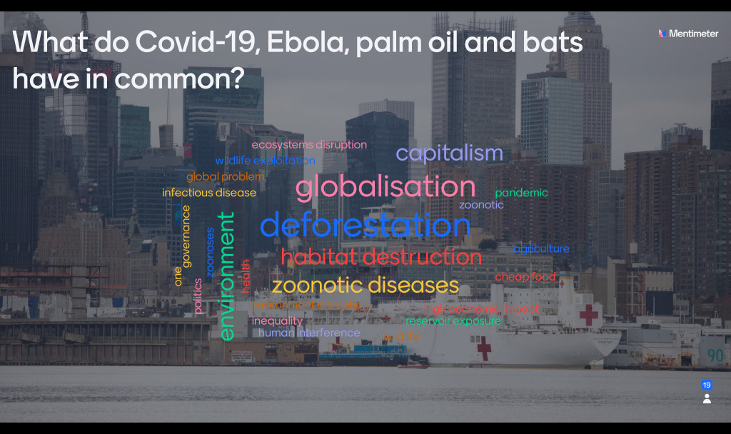 Word cloud answers to the question "What do Covid-19, Ebola, palm oil and bats have in common?". Top answer: deforestation